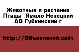 Животные и растения Птицы. Ямало-Ненецкий АО,Губкинский г.